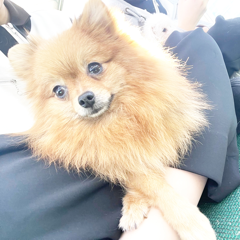 生徒が撮影したモデル犬！ＰＡＲＴ①